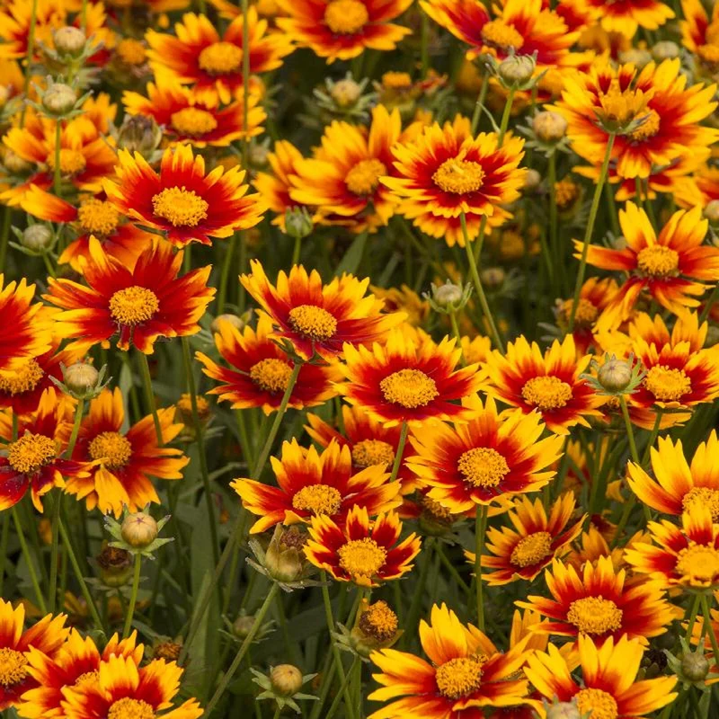 Mädchenauge 'Little Bang Daybreak'