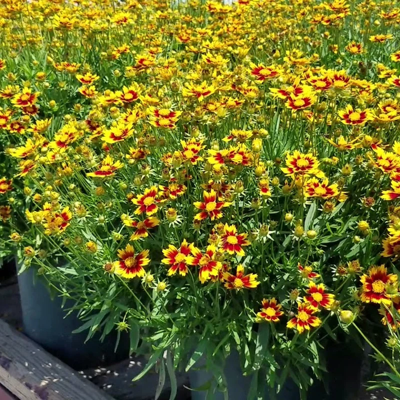 Mädchenauge 'Little Bang Daybreak'