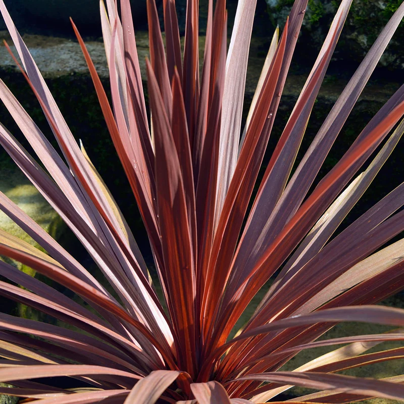 Keulenlilie 'Red Star'