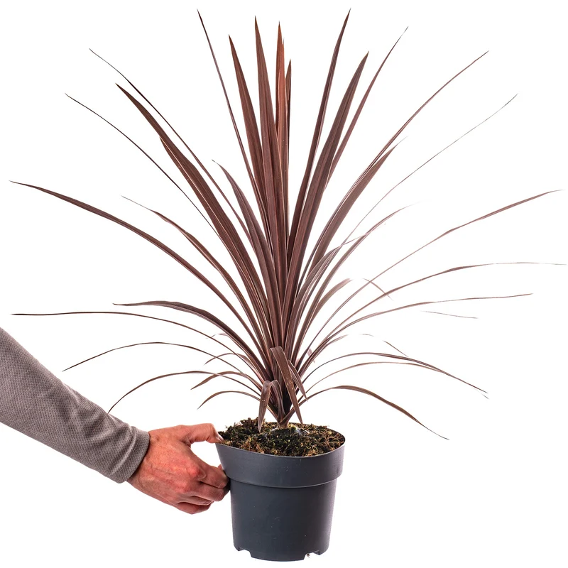 Keulenlilie 'Red Star'