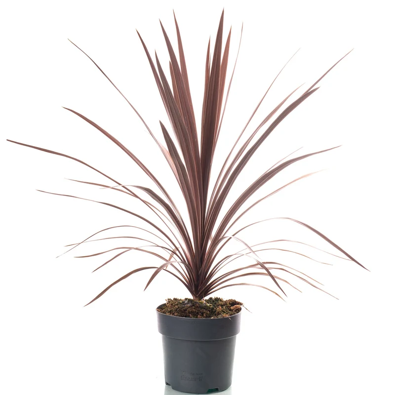 Keulenlilie 'Red Star'