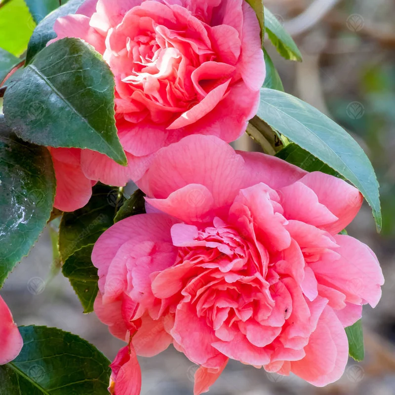 Kamelie 'Triumphans'