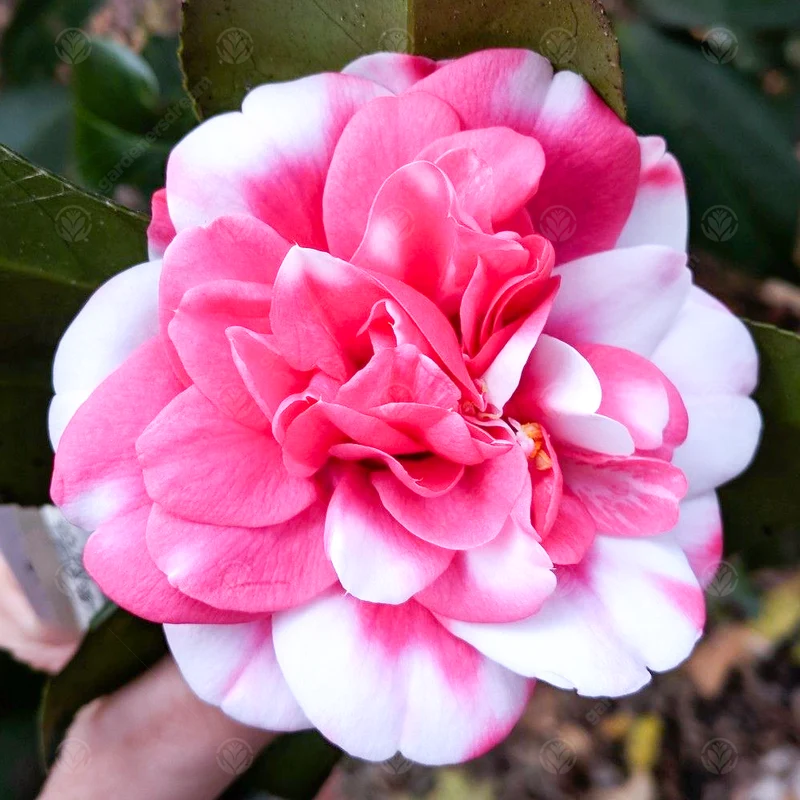 Kamelie 'Triumphans'