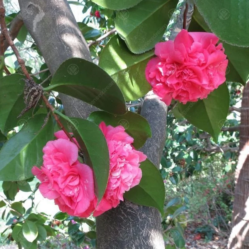 Kamelie 'Triumphans'