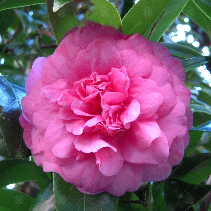 Kamelie 'Triumphans'