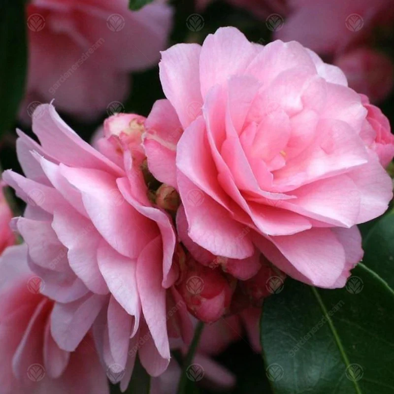 Kamelie 'Spring Festival'
