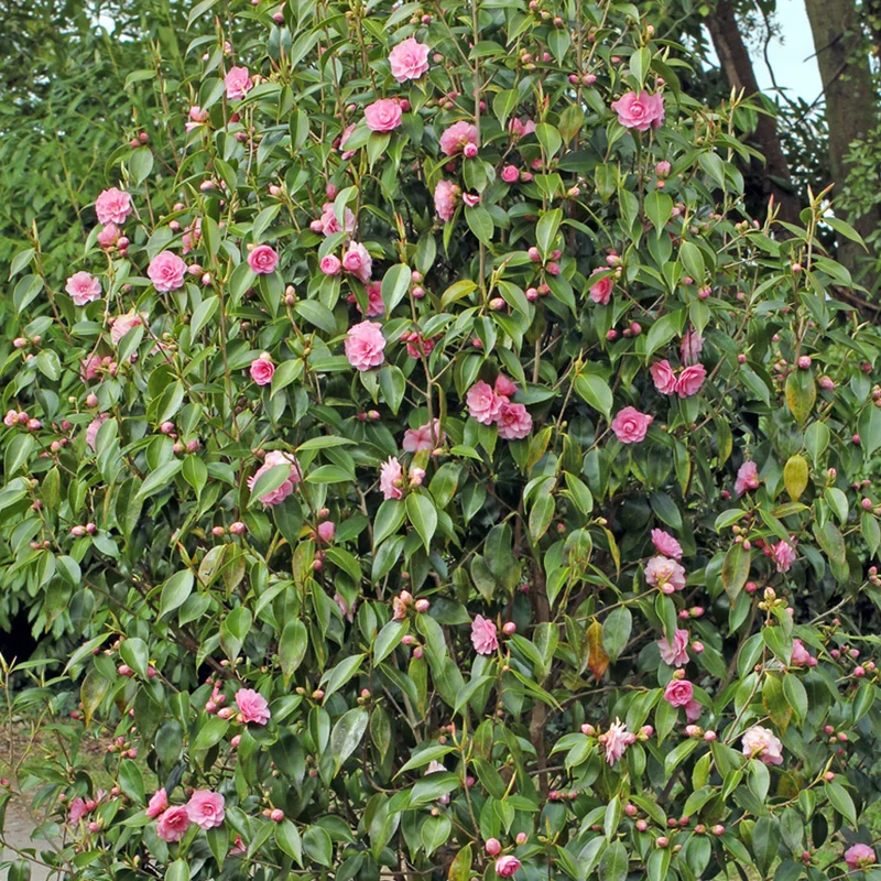 Kamelie 'Spring Festival'