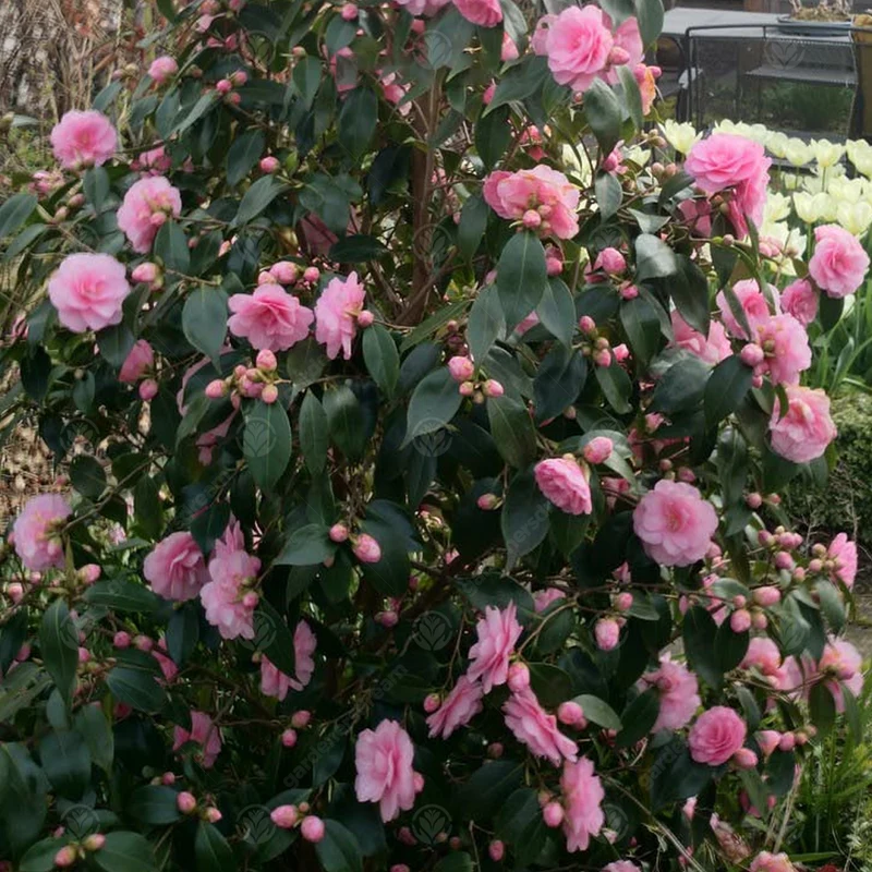 Kamelie 'Spring Festival'