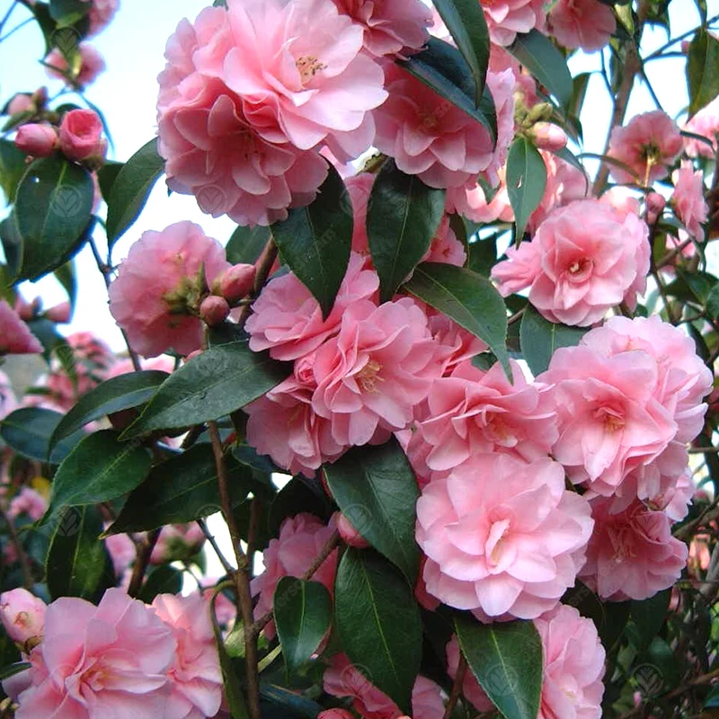 Kamelie 'Spring Festival'