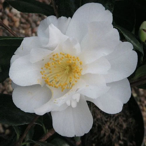 Kamelie 'Silver Anniversary'