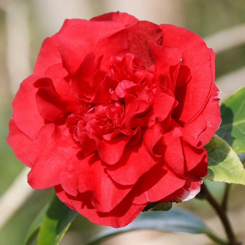 Kamelie 'Ruby Wedding'