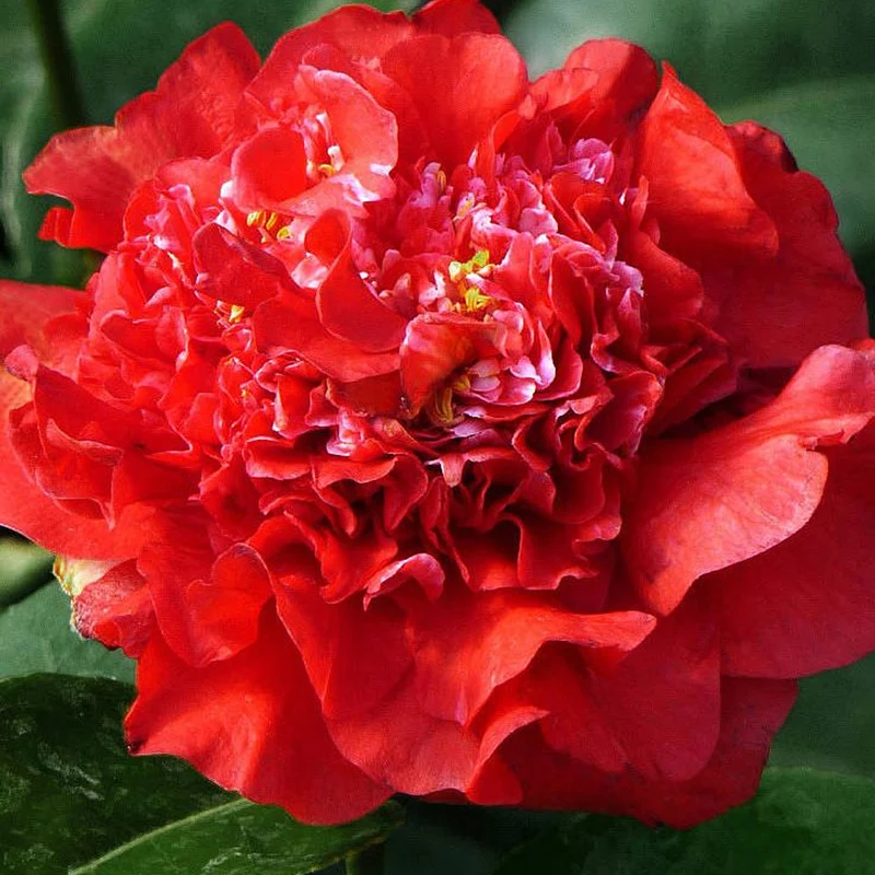Kamelie 'Ruby Wedding'