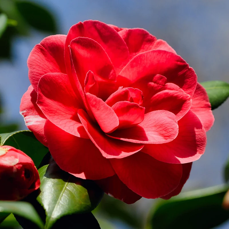 Rote Kamelie