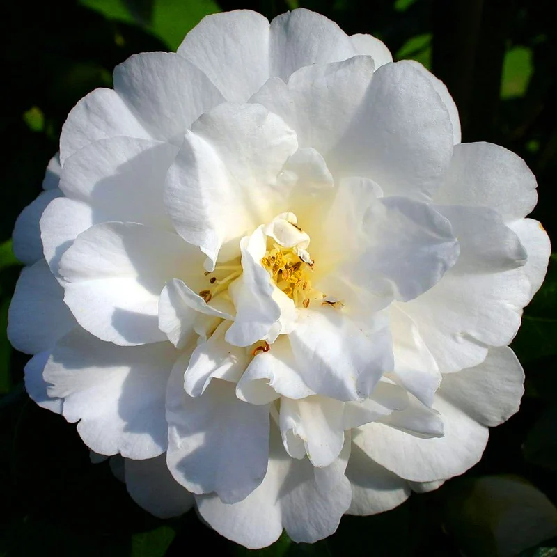 Kamelie 'Onetia Holland'