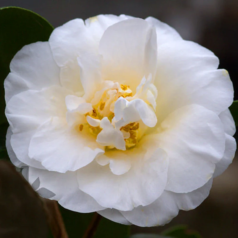 Kamelie 'Onetia Holland'