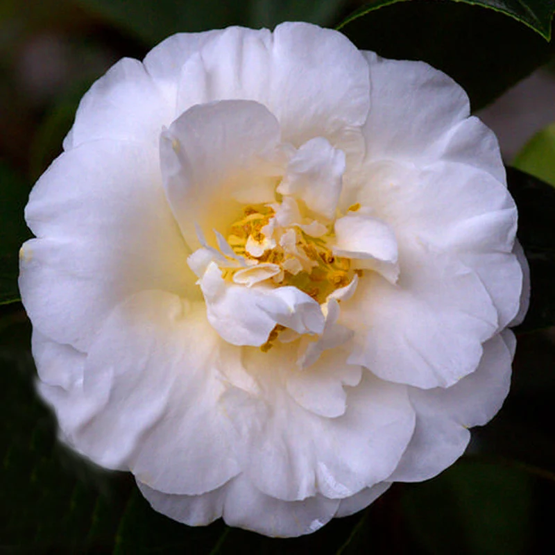 Kamelie 'Onetia Holland'