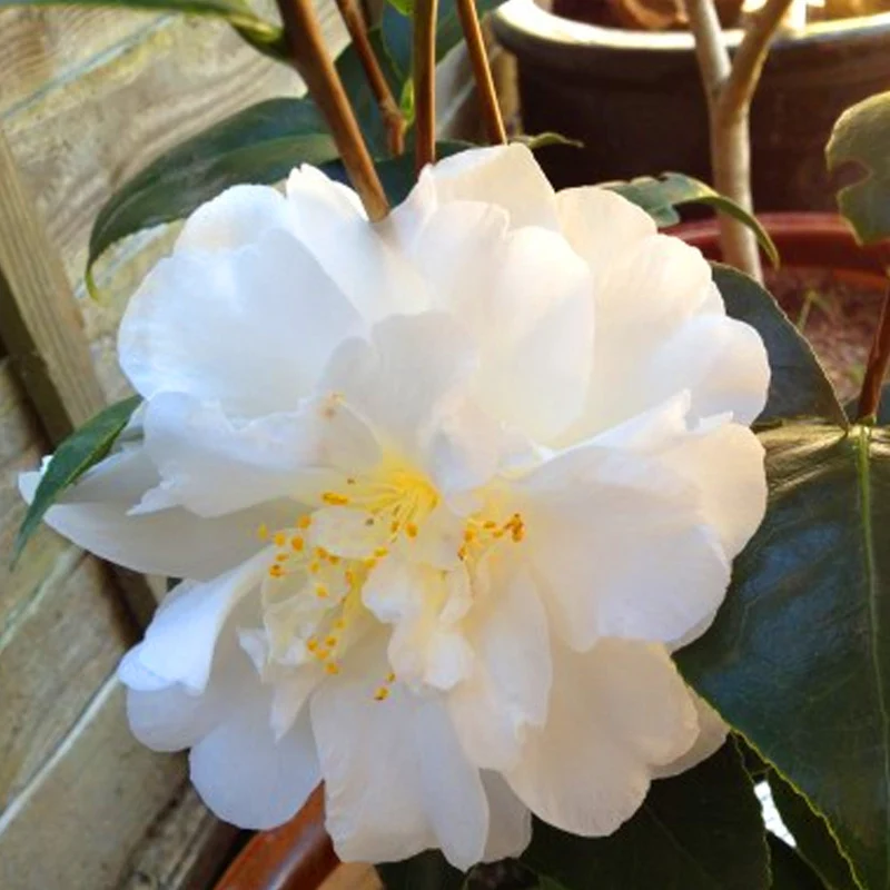 Kamelie 'Onetia Holland'