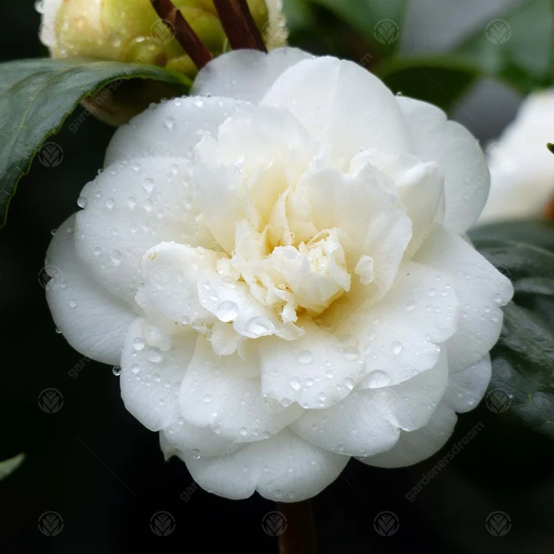 Kamelie 'Nobilissima'