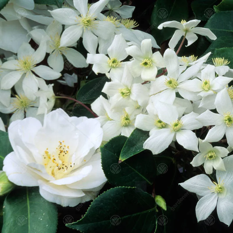 Kamelie 'Nobilissima'