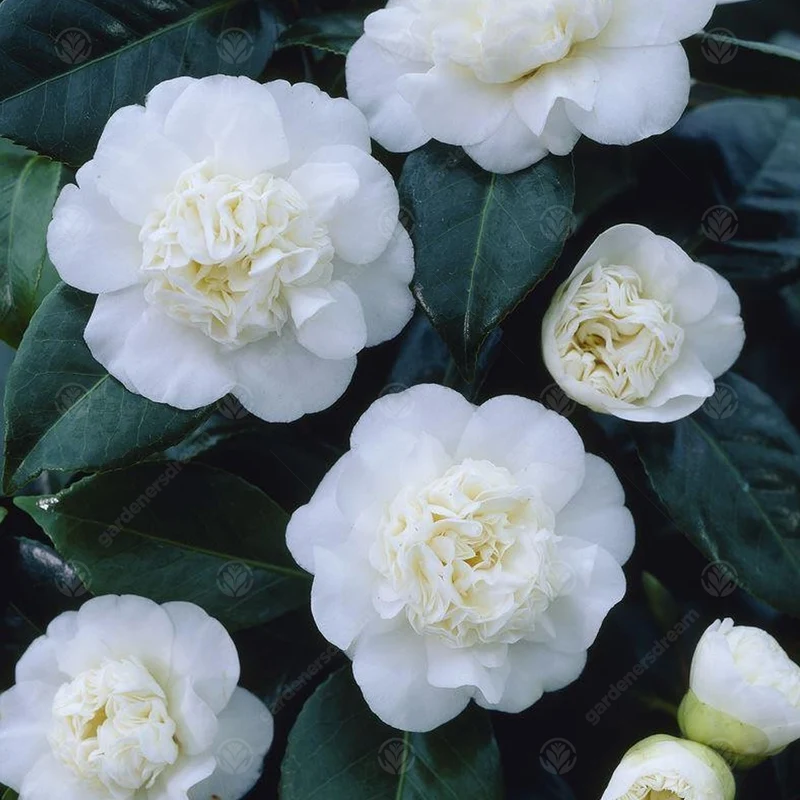 Kamelie 'Nobilissima'