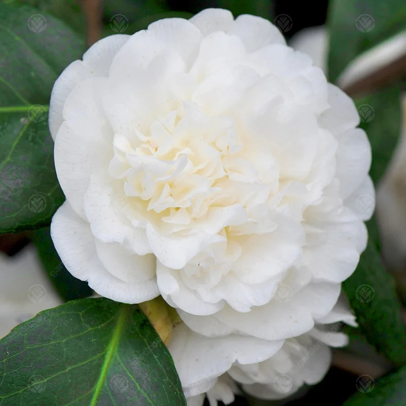 Kamelie 'Nobilissima'