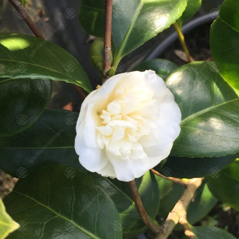 Kamelie 'Nobilissima'