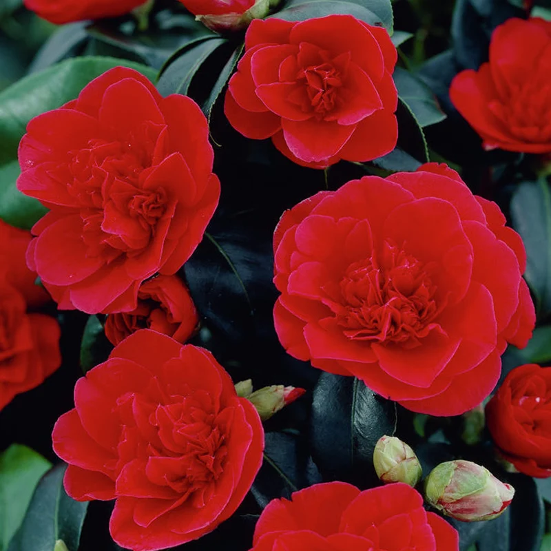 Kamelie 'Lady Campbell'