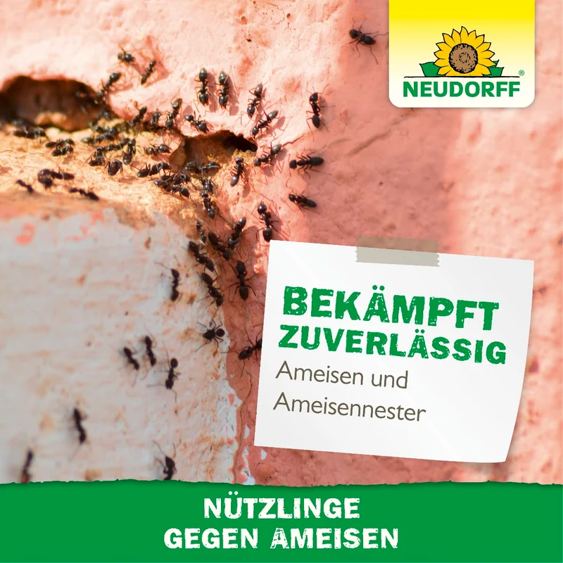 Nützlinge gegen Ameisen