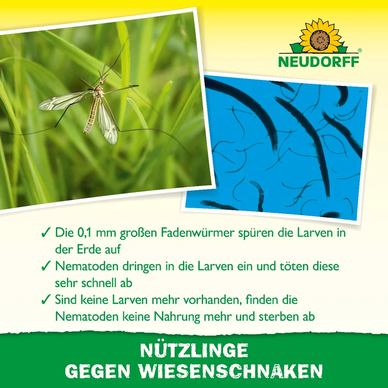 Nützlinge gegen Wiesenschnaken
