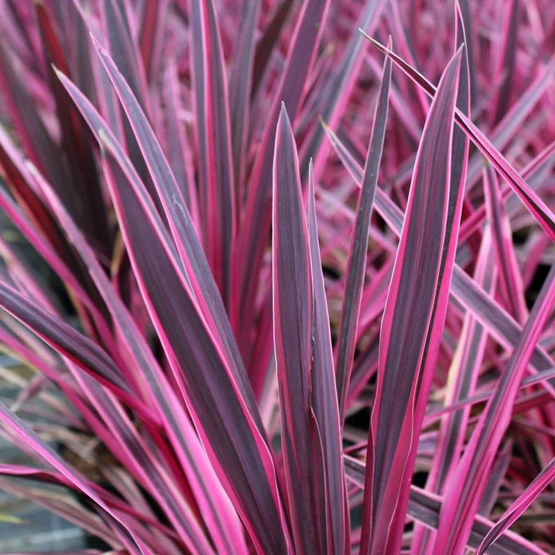 Keulenlilie 'Pink Passion'