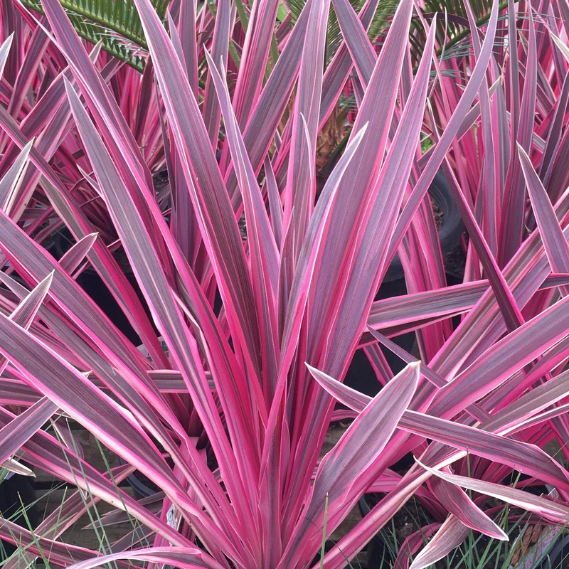 Keulenlilie 'Pink Passion'