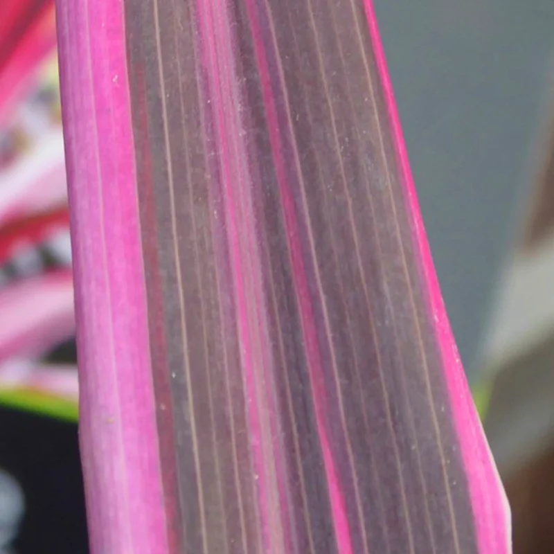 Keulenlilie 'Pink Passion'