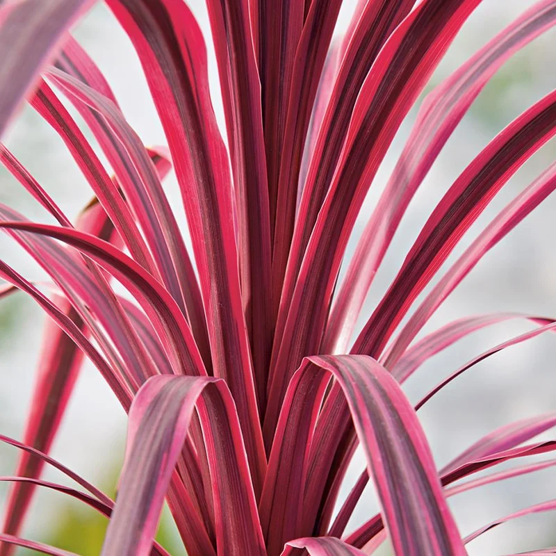 Keulenlilie 'Pink Passion'