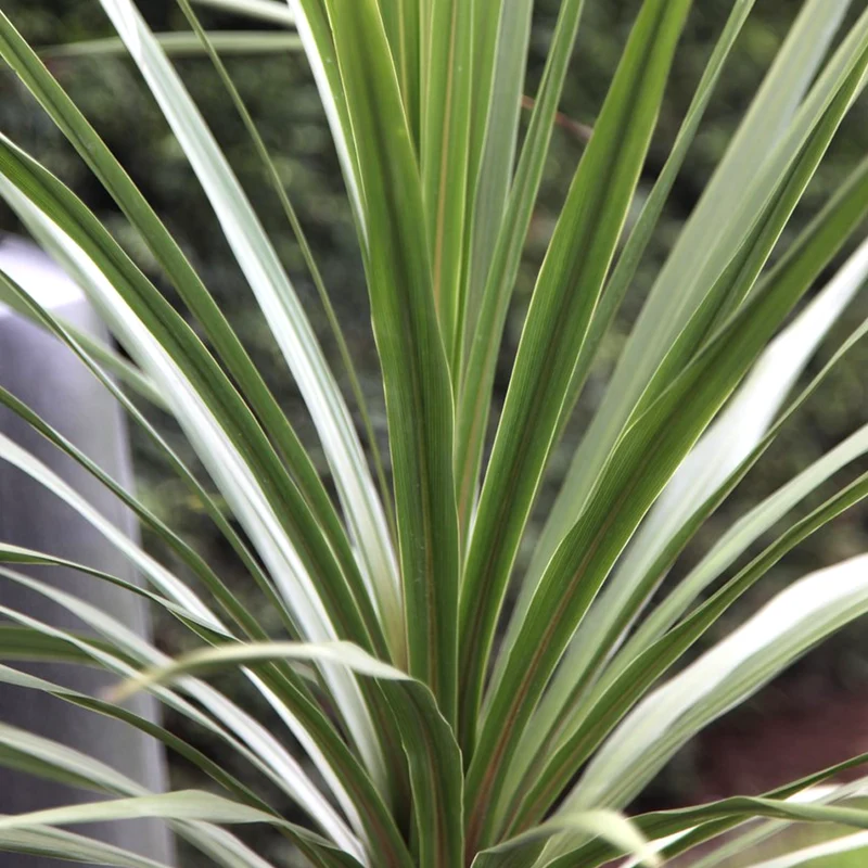 Keulenlilie 'Atlantic Green'