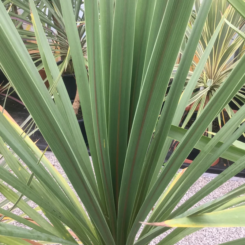 Keulenlilie 'Atlantic Green'