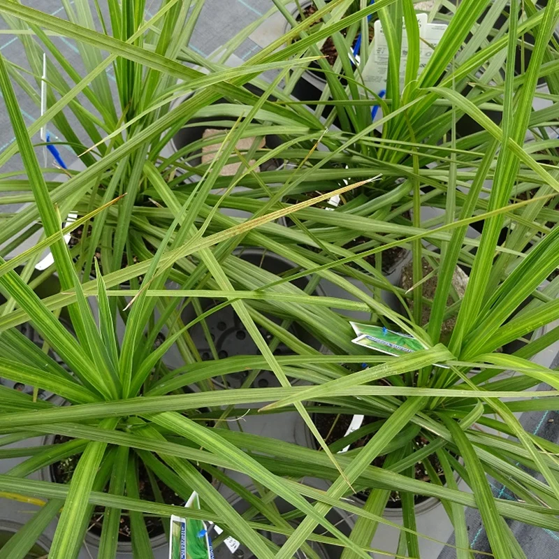 Keulenlilie 'Atlantic Green'