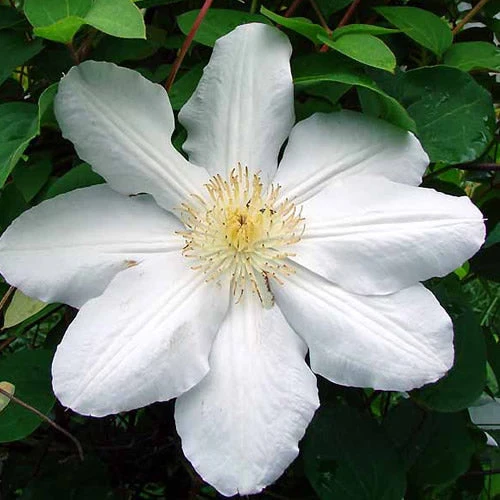 Waldrebe 'White'