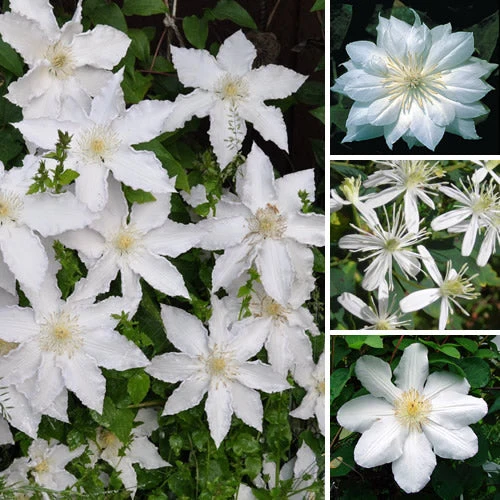 Waldrebe 'White'