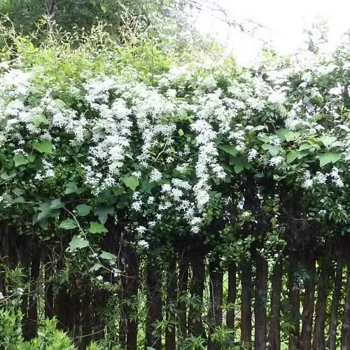 Waldrebe 'White'
