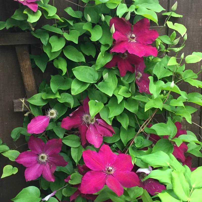 Waldrebe 'Westerplatte'