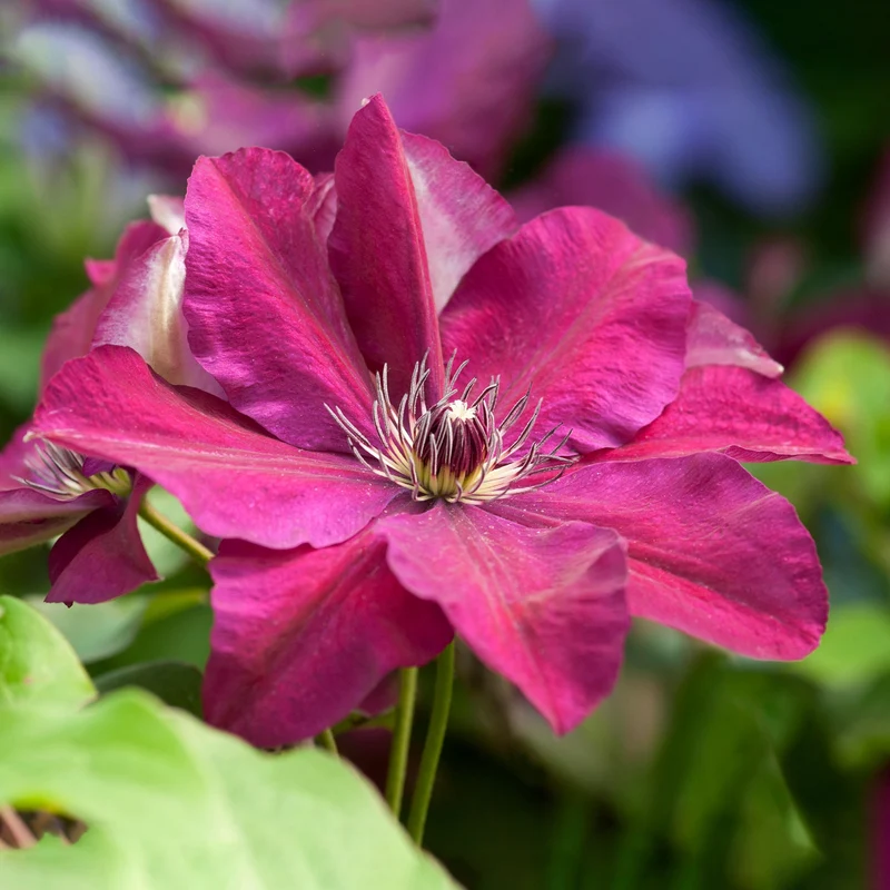 Waldrebe 'Westerplatte'