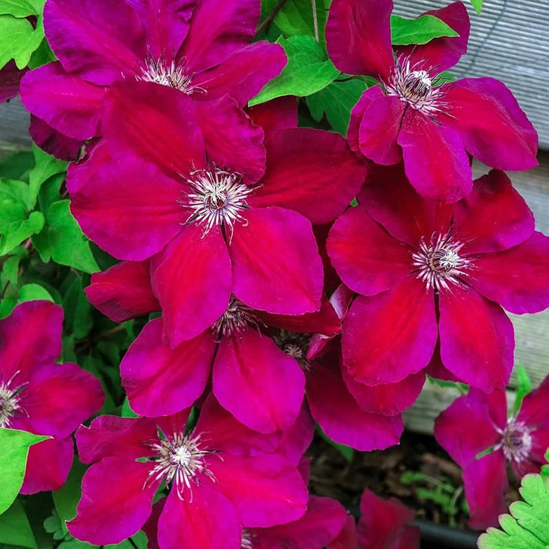 Waldrebe 'Westerplatte'