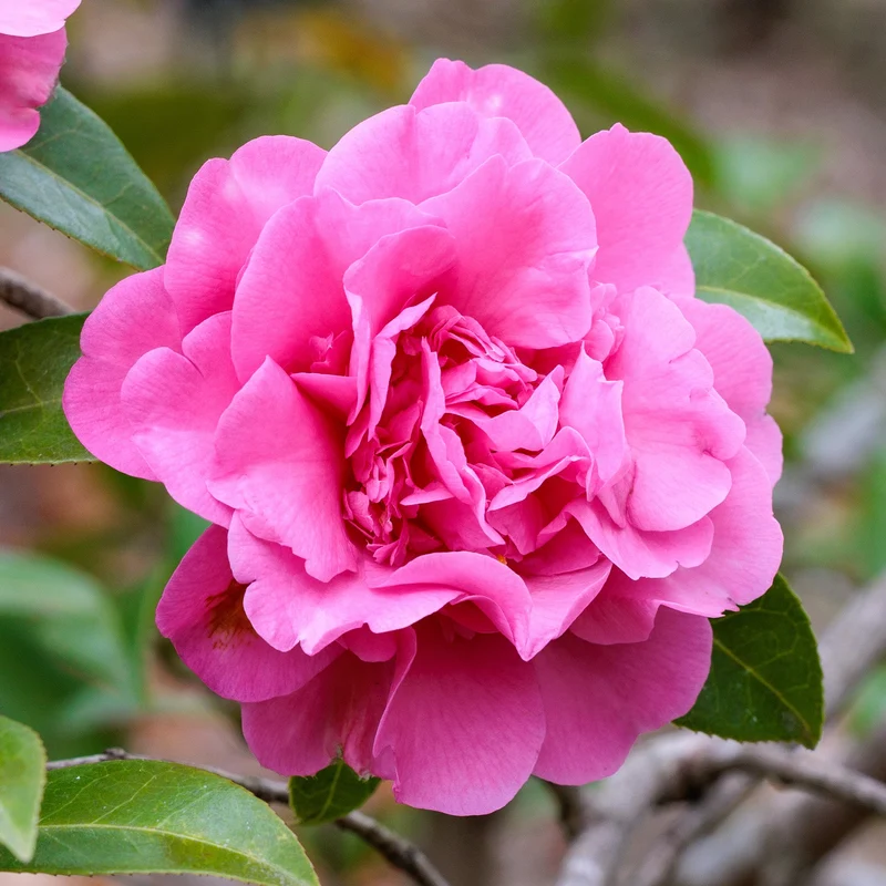 Kamelie 'Debbie'