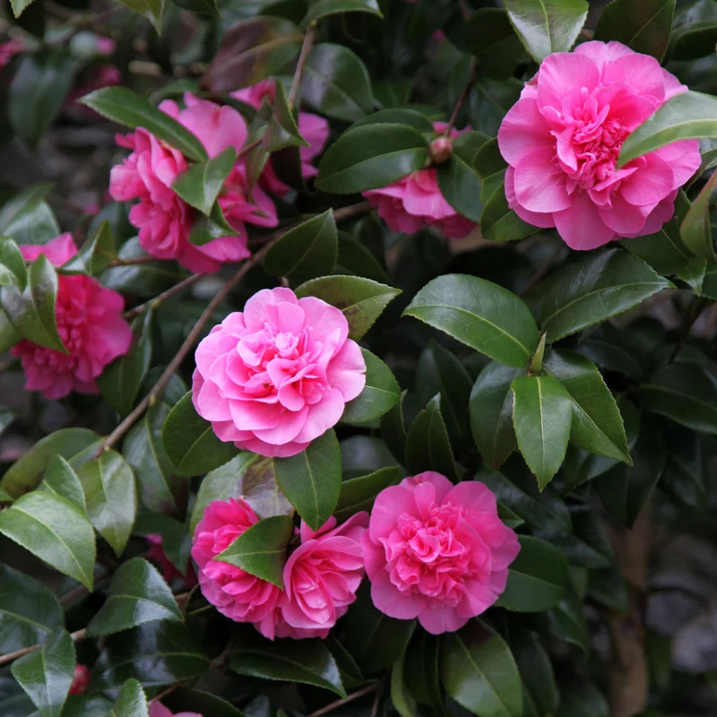 Kamelie 'Debbie'