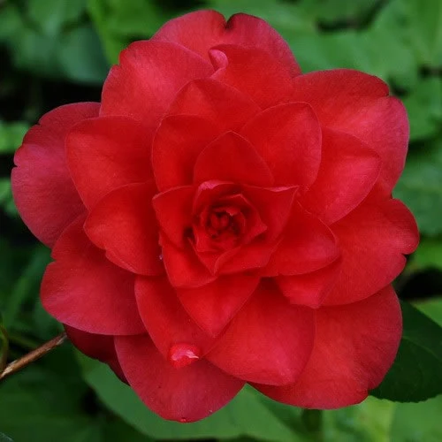 Kamelie 'Black Tie'