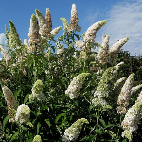 Schmetterlingsflieder 'White Profusion'