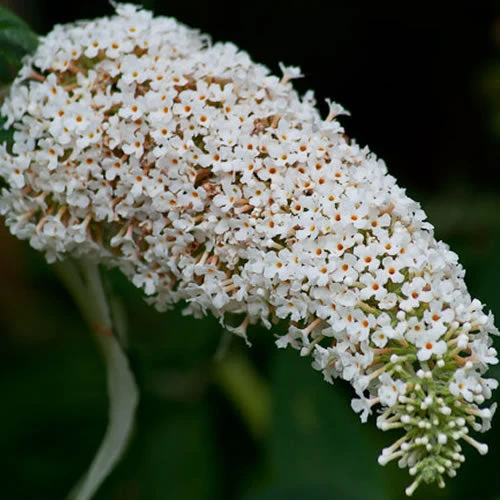 Schmetterlingsflieder 'White Profusion'