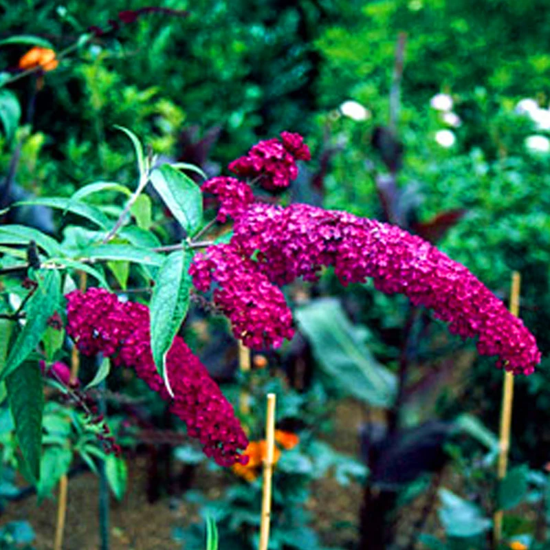 Schmetterlingsflieder 'Royal Red'