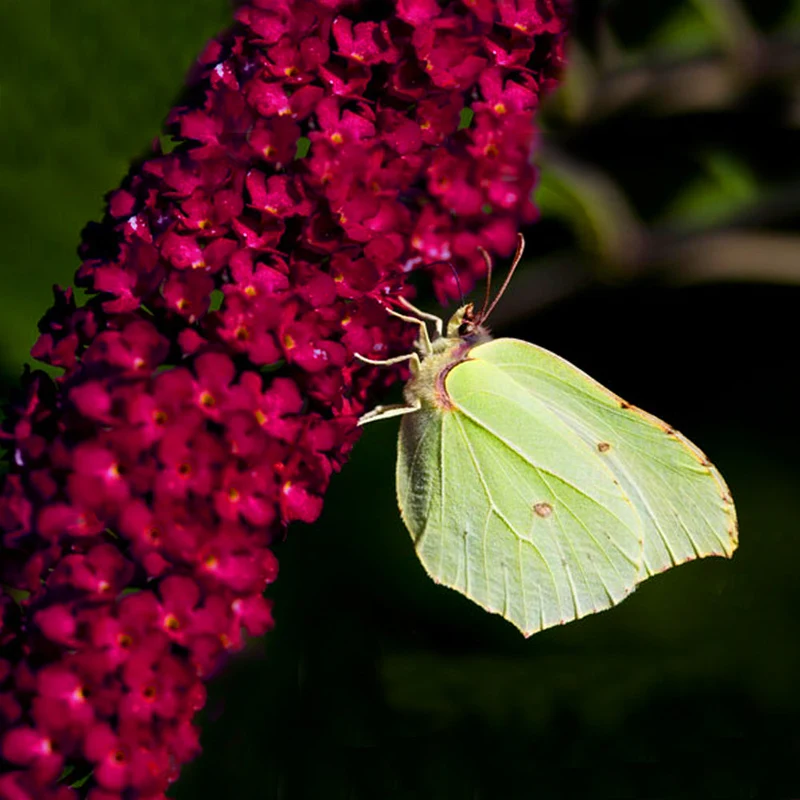 Schmetterlingsflieder 'Royal Red'
