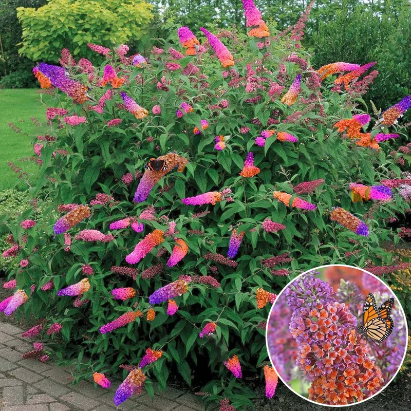 Schmetterlingsflieder 'Flower Power'